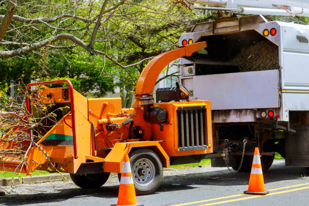 Best Stump Grinding and Removal  in Roundup, MT